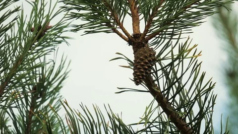 Close up of pine cone on branch Video stock 81515530