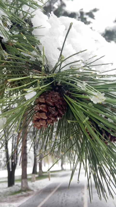 A close-up of a pine cone on a branch with long, green pine needles, some covere Stock Footage 293091466