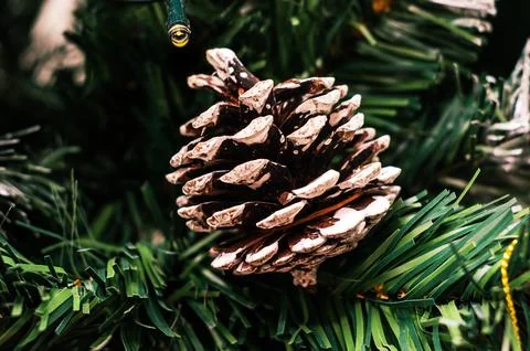 Close-up of a pine cone on a Christmas tree with festive holiday lights Stock Photos