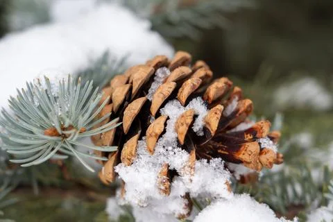 Close up of pine cone covered with fresh snow on spruce tree branch in winter. Stock Photos