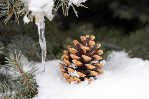 Close up of pine cone covered with fresh snow on spruce tree branch in winter. Stock Photos