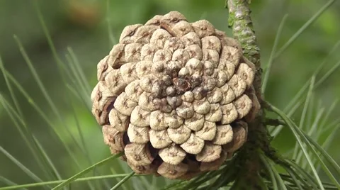 Close up Pine Cone with Fibonacci Golden Ratio spirals Stock Footage