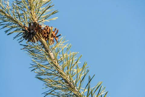Close-up of a pine cone on a fir tree branch against a clear blue sky Natur.. Foto stock