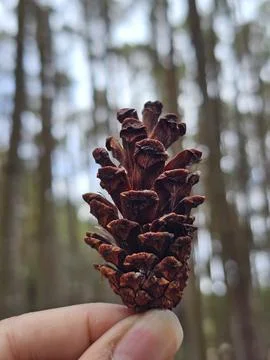 Close-Up of a Pine Cone in Focus Against a Blurred Forest Background Stock Photos