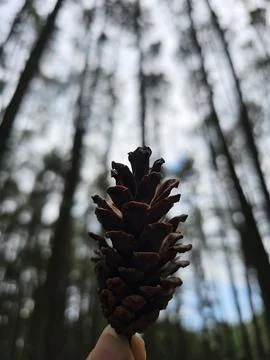 Close-Up of a Pine Cone in Focus Against a Blurred Forest Background Stock Photos