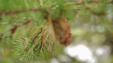 Close Up of a Pine Cone Vidéo 45488452