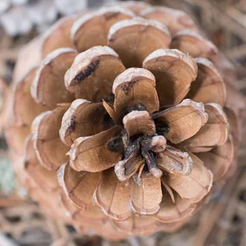 Close up of a pine cone on a forest. Beautiful natural symmetry. Christmas de Stock Photos