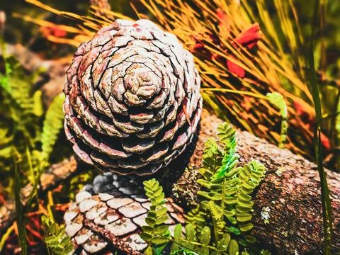 Close-up of a pine cone on forest ground with ferns and moss Stock Photos
