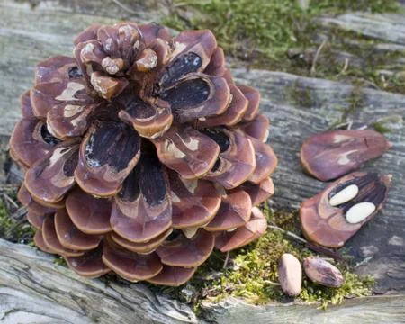 Close up of pine cone in forest Stock Photos