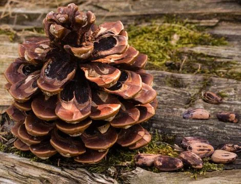 Close up of pine cone in forest Photos
