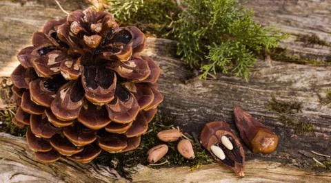 Close up of pine cone in forest Foto stock