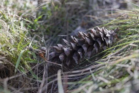 Close-Up Of Pine Cone In Forest Stock Photos