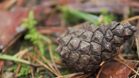 Close-up of a pine cone on the ground in an autumn forest Stock Footage 80995669