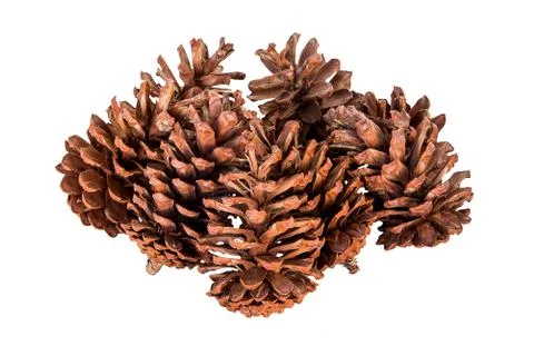 Close up pine cone group on isolated white, clipping path. Stock-Fotos