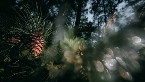 Close-up of a pine cone hanging from a spruce branch in a forest Stock Footage 314826210