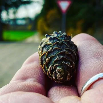 Close-up of a pine cone in human hands Stock Photos