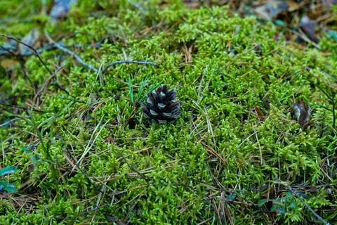Close-up of Pine Cone on Mossy Forest Floor Stock Photos