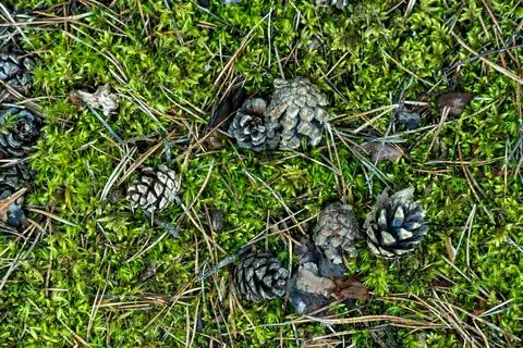 Close-up of Pine Cone on Mossy Forest Floor Stock Photos