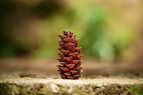 Close-Up of Pine Cone on Natural Surface Stock Photos