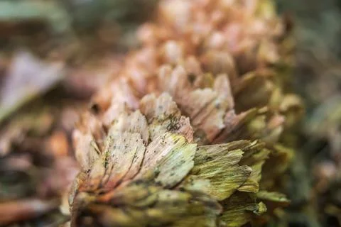 Close up of a pine cone with open scales revealing texture and color 스톡 사진