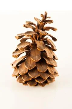 Close-up of a pine cone Stock Photos