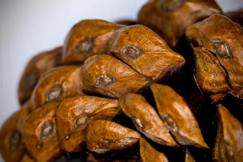 Close up of a Pine cone Stock Photos