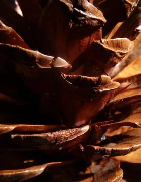 Close up of a pine cone Stock Photos