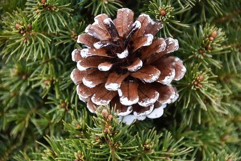 Close up of an pine cone Foto stock