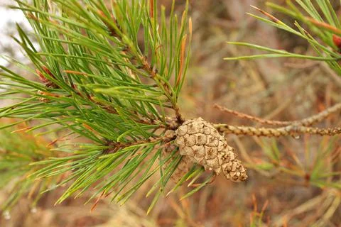 Close up of a Pine Cone on a Pine Tree Branch Stock Photos