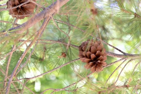 Close-up of Pine Cone on Pine Tree Branch Stock Photos