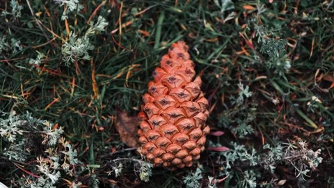 Close-Up of a Pine Cone Resting - 4k Video Stock Footage 302625257