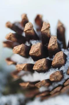 Close-up of pine cone scales dusted with snow. Stock Photos