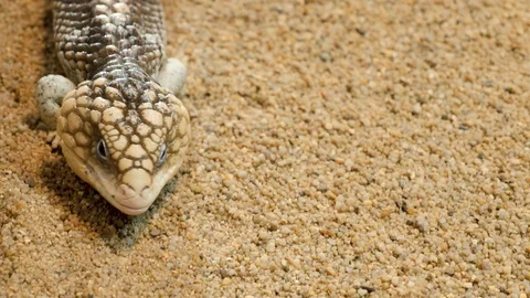 Close up of Pine Cone Skink lizard Stock Footage 121853182