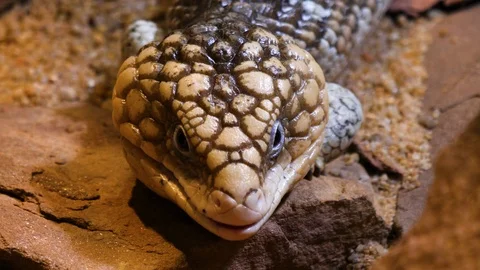 Close up of Pine Cone Skink lizard Stock Footage 121853855