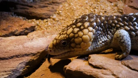 Close up of Pine Cone Skink lizard Stock Footage 121853900