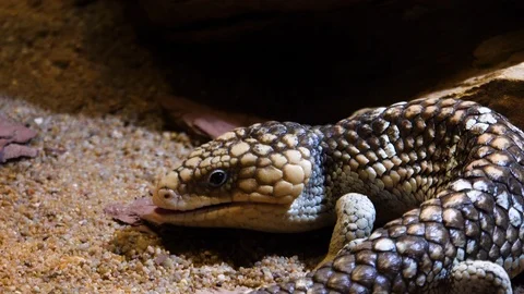 Close up of Pine Cone Skink lizard Video stock 121854001