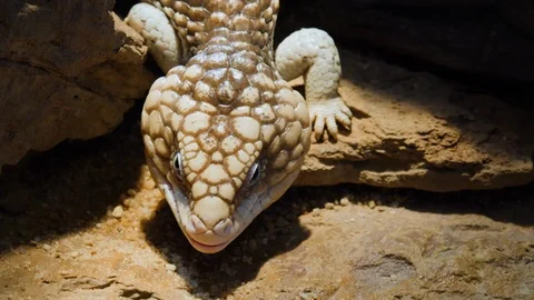 Close up of Pine Cone Skink lizard Stock-Footage 121854071