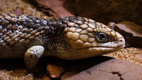 Close up of Pine Cone Skink lizard Stock Footage 121854074