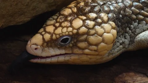 Close up of Pine Cone Skink lizard Stock Footage 121854208