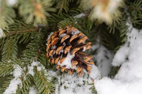 Close-up of pine cone on snow covered branch. Stock Photos