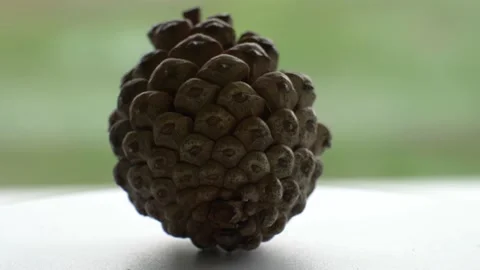 Close up pine cone spins on white rotating surface. Video stock 141667061