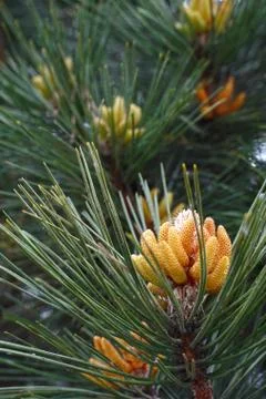 Close up of a pine cone on the spring Stock Photos