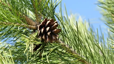 Close up of pine cone swaying in the wind. Stock Footage 153610581