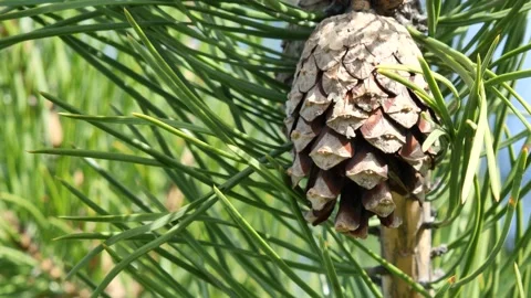 Close up of pine cone swaying in the wind. Stock Footage 153610582