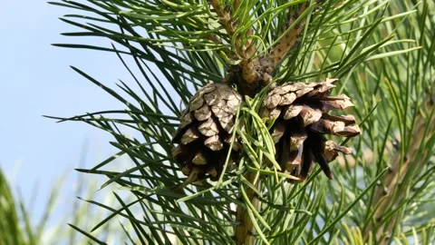 Close up of pine cone swaying in the wind. Stock Footage 153610585