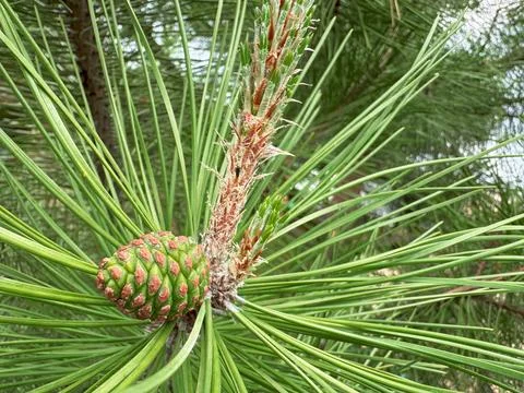 Close-up of a pine cone on a tree branch with sharp green needles Фото