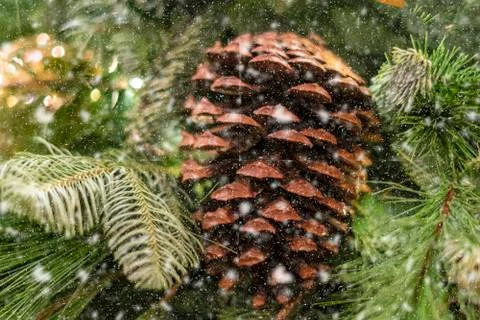 Close up pine cone tree on the christmas new year tree Foto stock