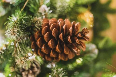 Close up pine cone tree on the christmas new year tree Stock Photos