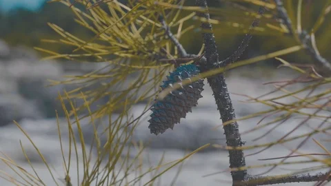 Close up of a pine cone on a tree on the island of corsica in the summer Stock Footage 88903709