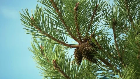 Close up of pine cones against clear blue sky Video stock 81514440